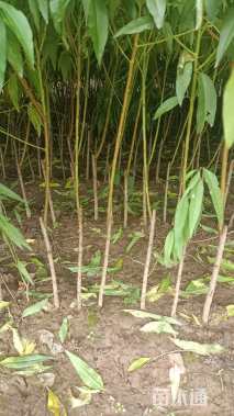 高度150厘米毛桃小苗