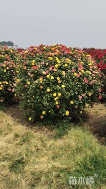 高度180厘米月季