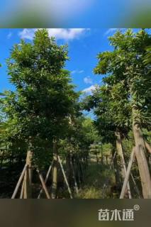 12公分黄金熊猫