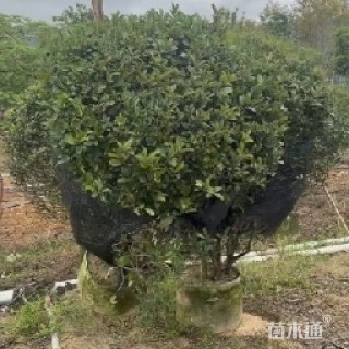 冠幅120厘米红叶石楠球