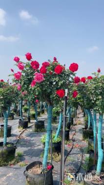 高度1.2厘米月季