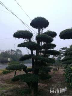 高度400厘米造型大叶女贞