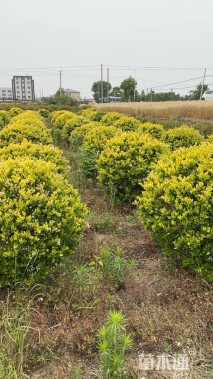 冠幅120厘米金森女贞球