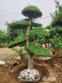 断根苗造型对节白蜡