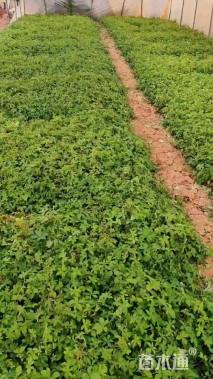 高度30厘米五爪金龙