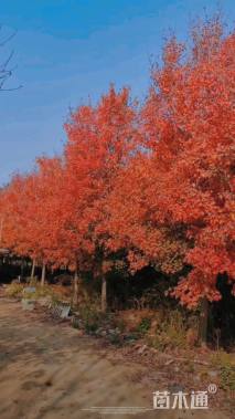 10公分美国红枫