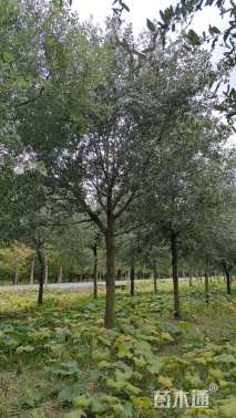 16公分弗吉尼亚栎