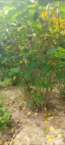 高度300厘米丛生紫荆