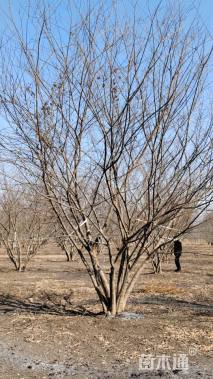 5公分(5杆)丛生朴树