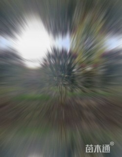 高度300厘米丛生紫薇