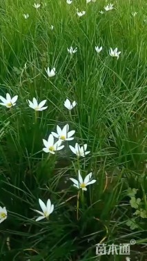 高度20厘米葱兰