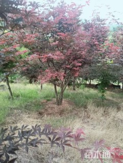 高度400厘米丛生红枫