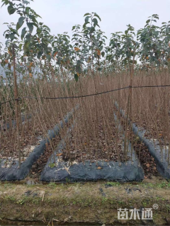 高度180厘米樱花小苗