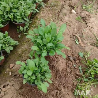 高度30厘米黑心金光菊