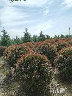 冠幅250厘米红叶石楠球
