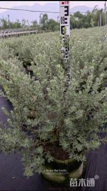 高度70厘米红花玉芙蓉