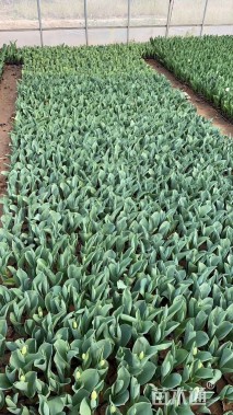 高度10厘米郁金香