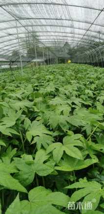 高度20厘米木春菊