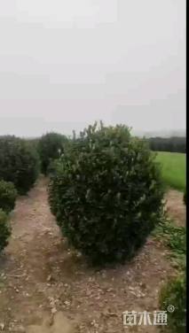 冠幅180厘米大叶黄杨球