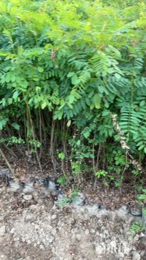 高度100厘米紫穗槐小苗