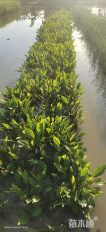 高度30厘米泽泻