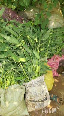 高度50厘米再力花