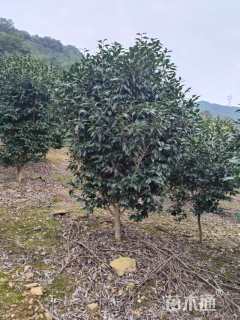 高度200厘米美人茶