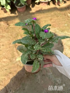 高度20厘米千日红