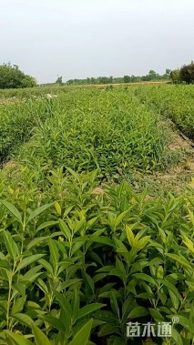 高度40厘米连翘