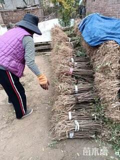 高度120厘米刺槐小苗