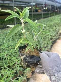 高度25厘米墨西哥鼠尾草