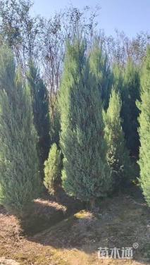 高度250厘米河南桧