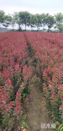 高度60厘米天鹅绒紫薇