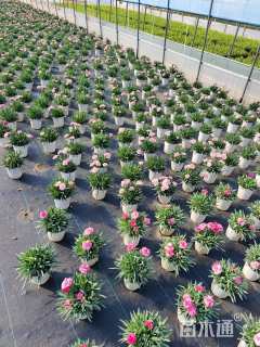 高度10厘米康乃馨