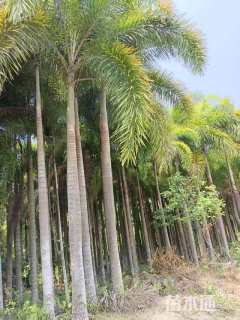 裸干高3000厘米狐尾椰