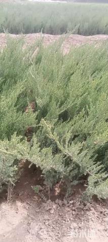 高度50厘米沙地柏