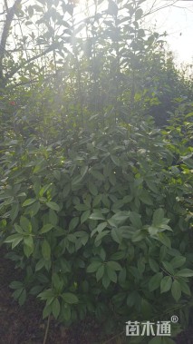 高度250厘米红叶石楠篱笆