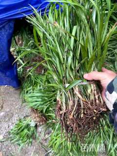 高度20厘米吉祥草