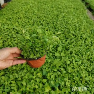 高度20厘米穗花婆婆纳