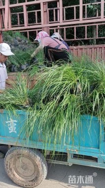 高度30厘米狼尾草