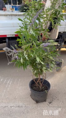 高度80厘米穗花牡荆