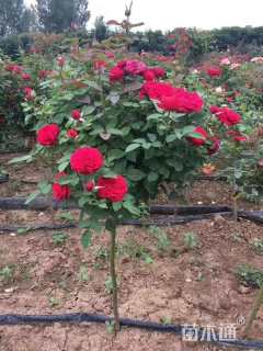 1.5公分小青杆树状月季