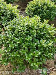 冠幅100厘米无刺枸骨球