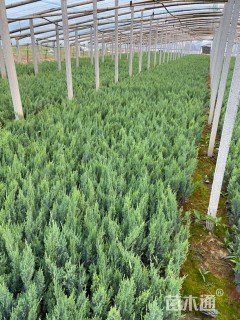 高度45厘米沙地柏