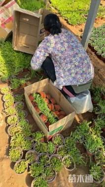 高度8厘米佛甲草