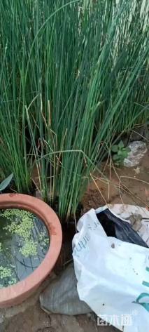 高度35厘米花叶水葱