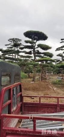18公分造型黑松
