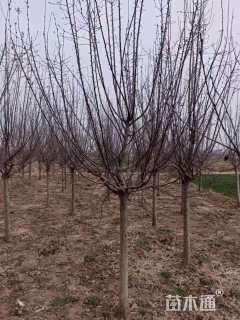 10公分绚丽海棠