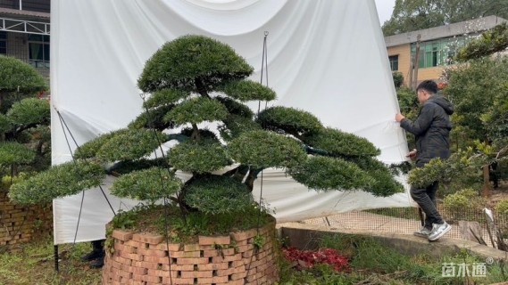 15公分罗汉松