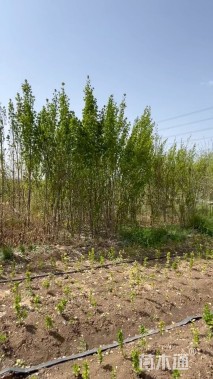 高度250厘米北海道黄杨